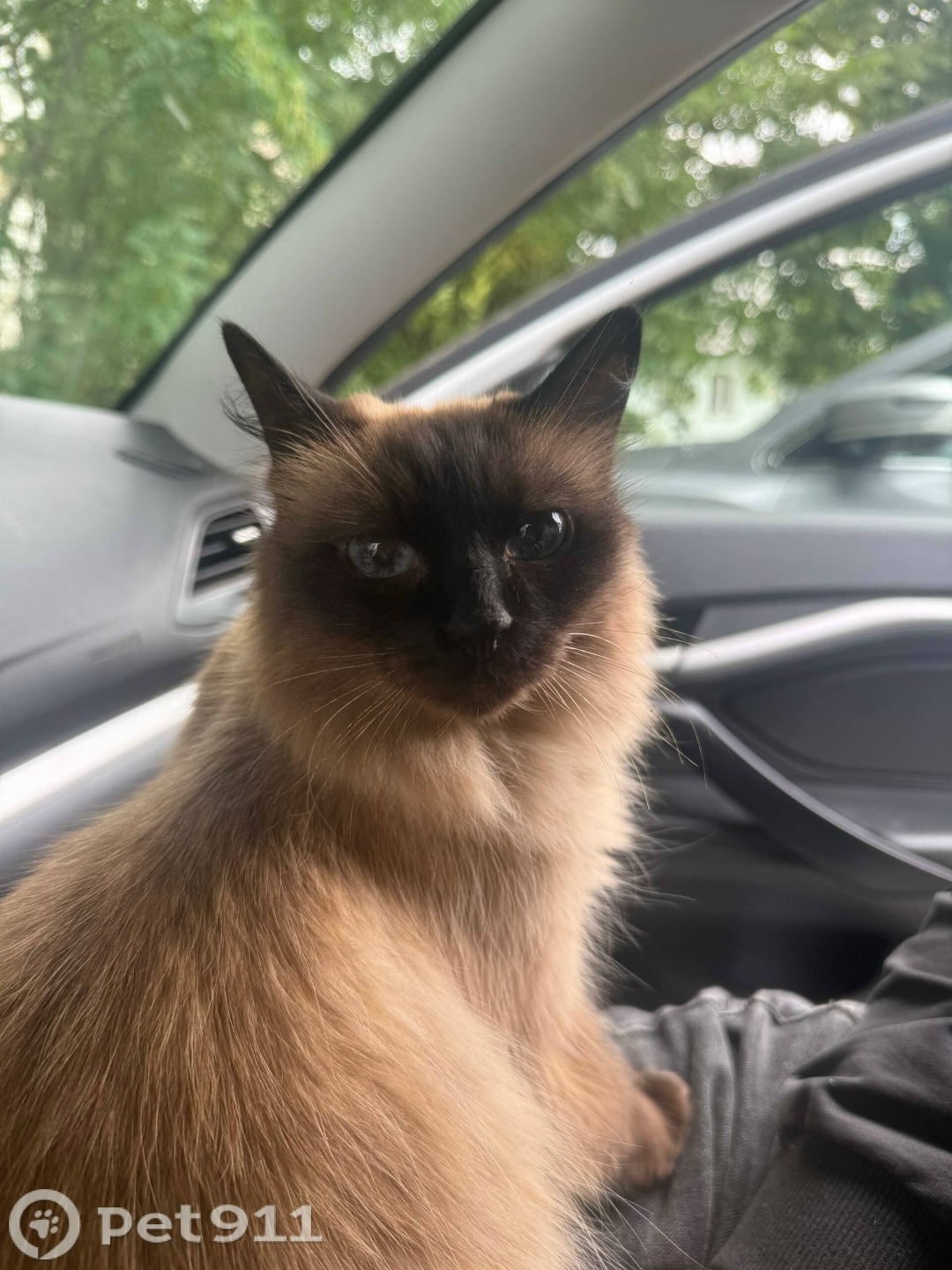 Пропала кошка в Костроме — фото объявления