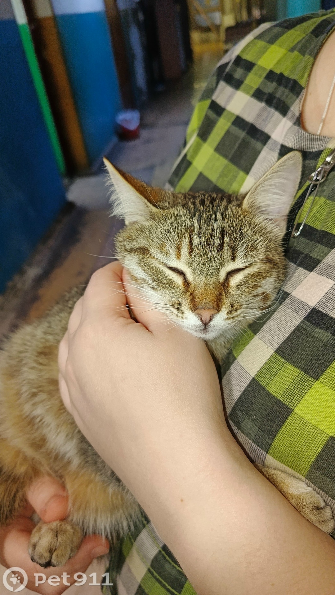 Найдена кошка в Костроме — фото объявления