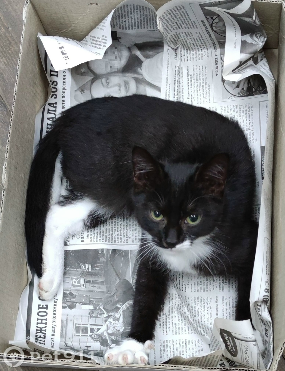 Найдена кошка в Костроме — фото объявления