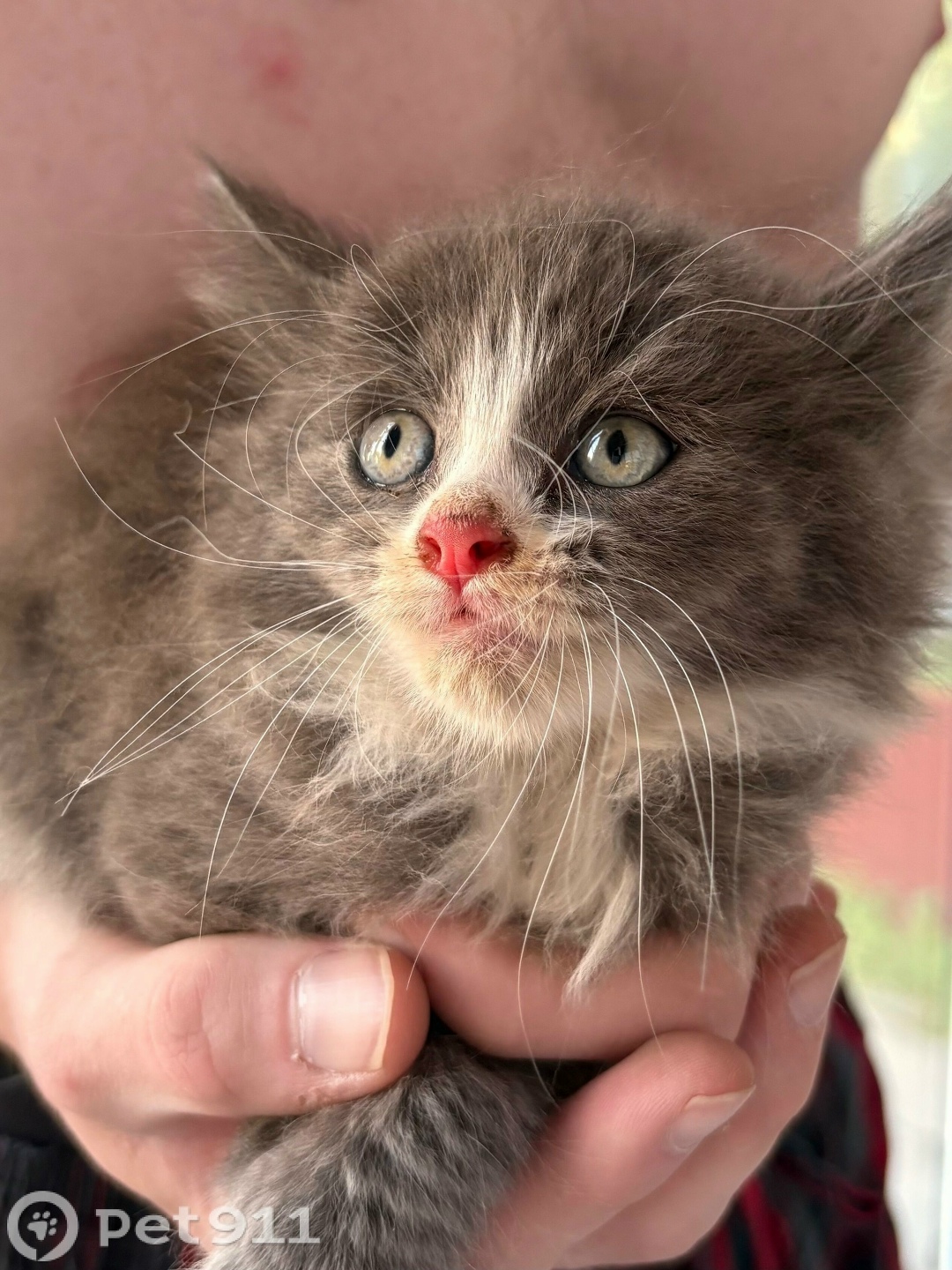 Найдена кошка в Костроме — фото объявления