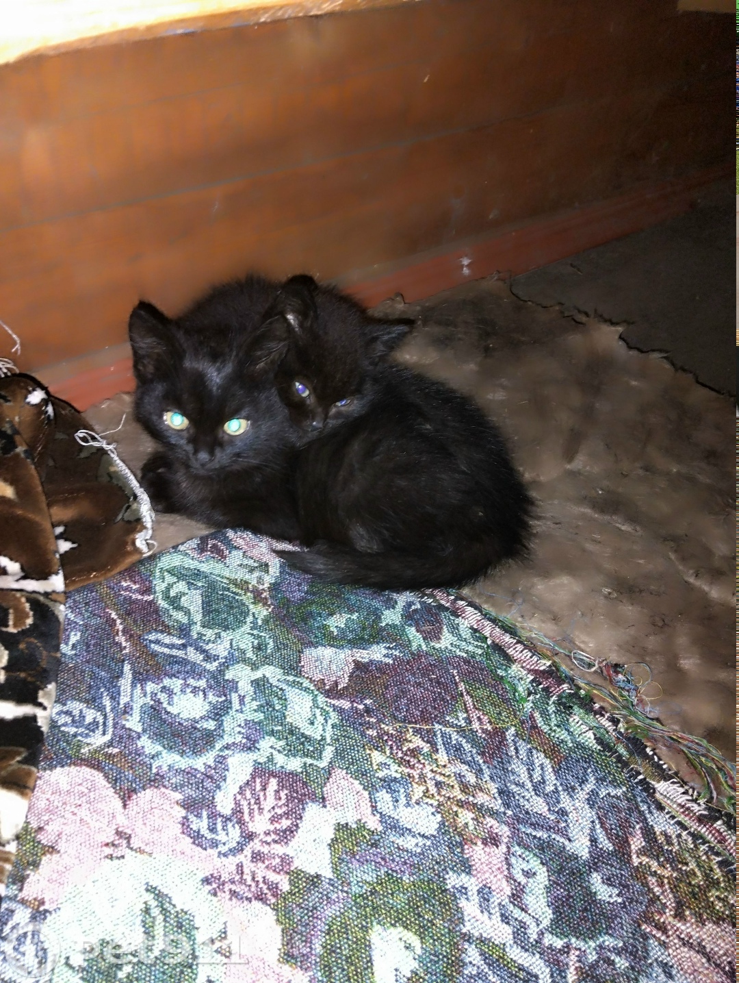 Найдена кошка в Костроме — фото объявления