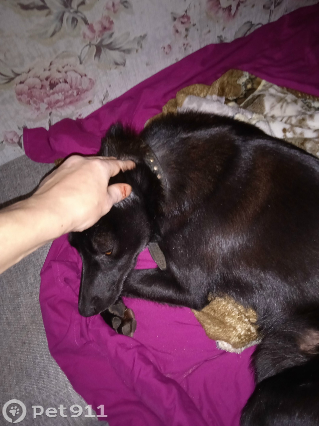 Найдена собака в Костроме — фото объявления