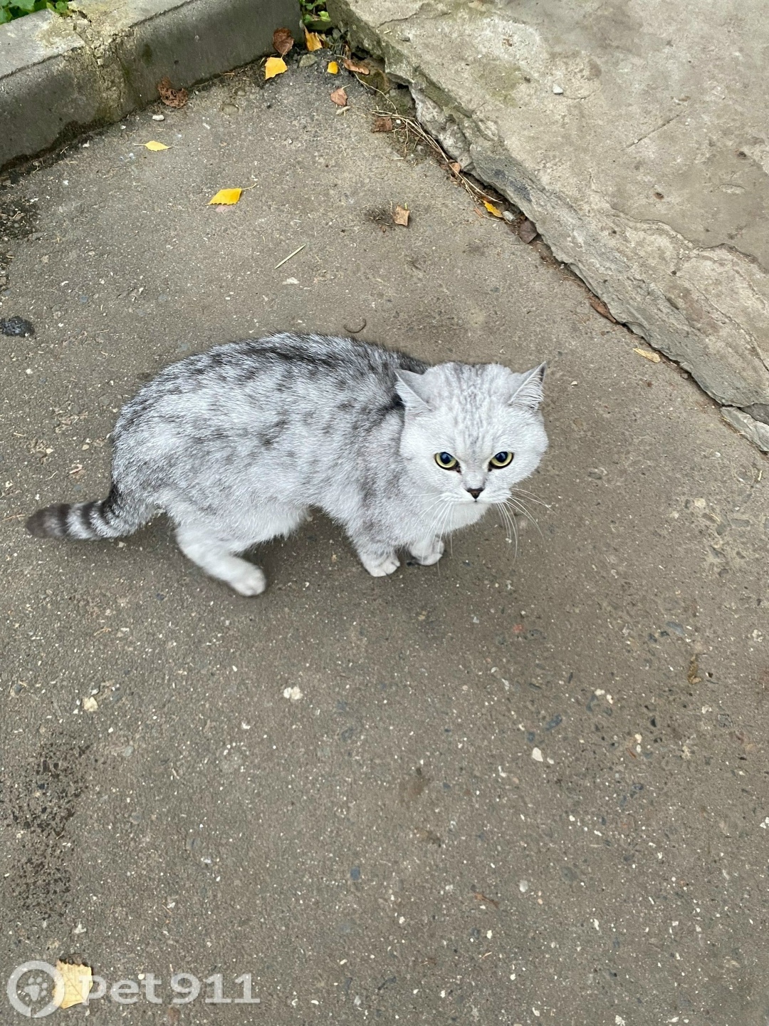 Пропала кошка в Костроме — фото объявления