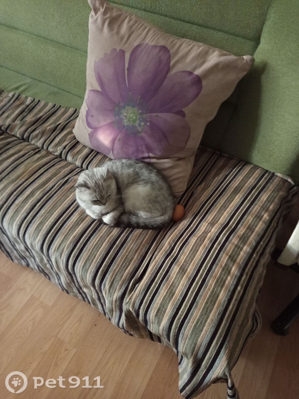 Пропала кошка в Костроме — фото объявления