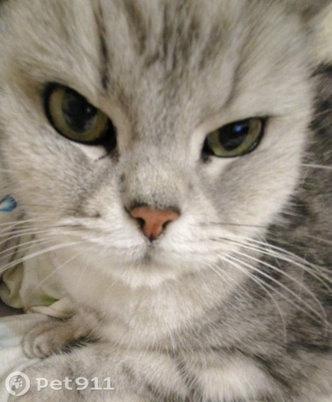 Найдена кошка в Костроме — фото объявления