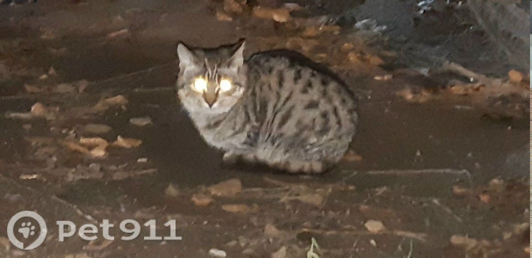 Найдена кошка в Костроме — фото объявления