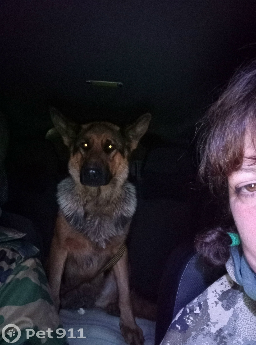 Найдена собака в Костроме — фото объявления