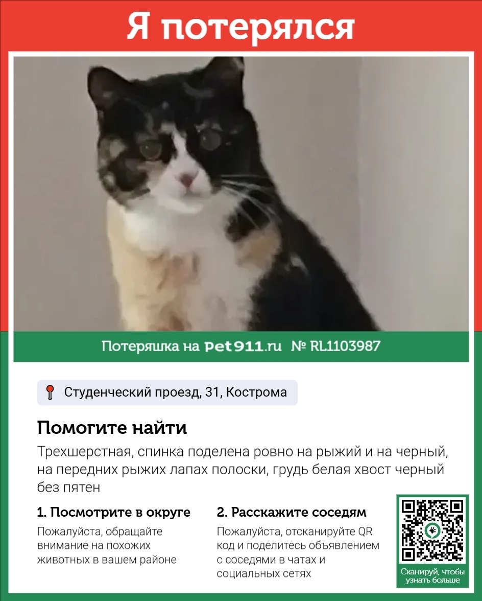 Пропала кошка в Костроме — фото объявления