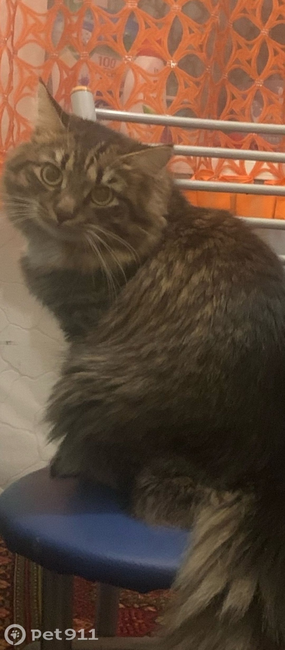 Пропала кошка в Костроме — фото объявления