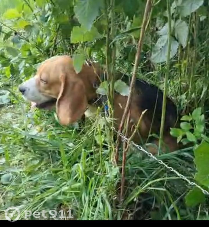 Найдена собака в Костроме — фото объявления