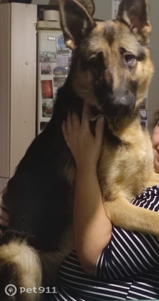 Пропала собака в Костроме — фото объявления