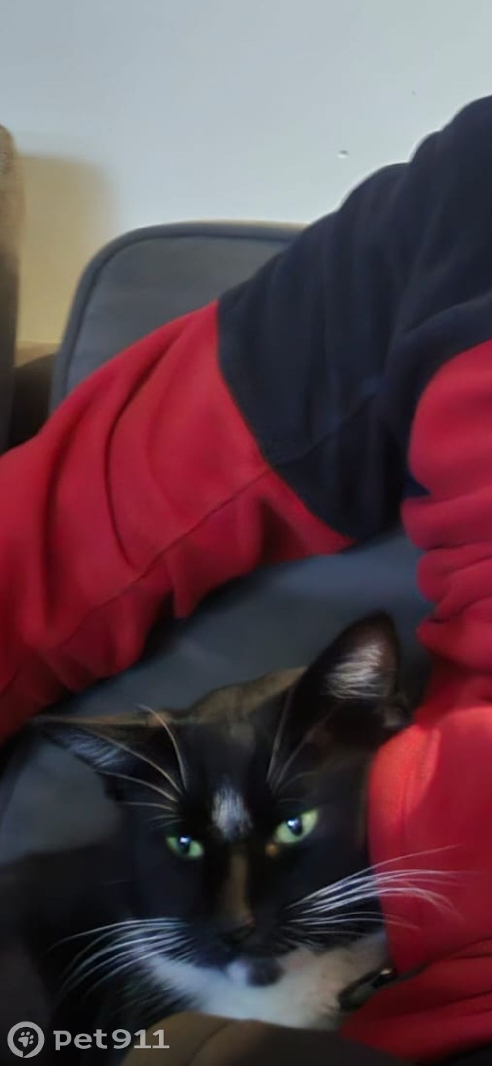 Пропала кошка в Костроме — фото объявления