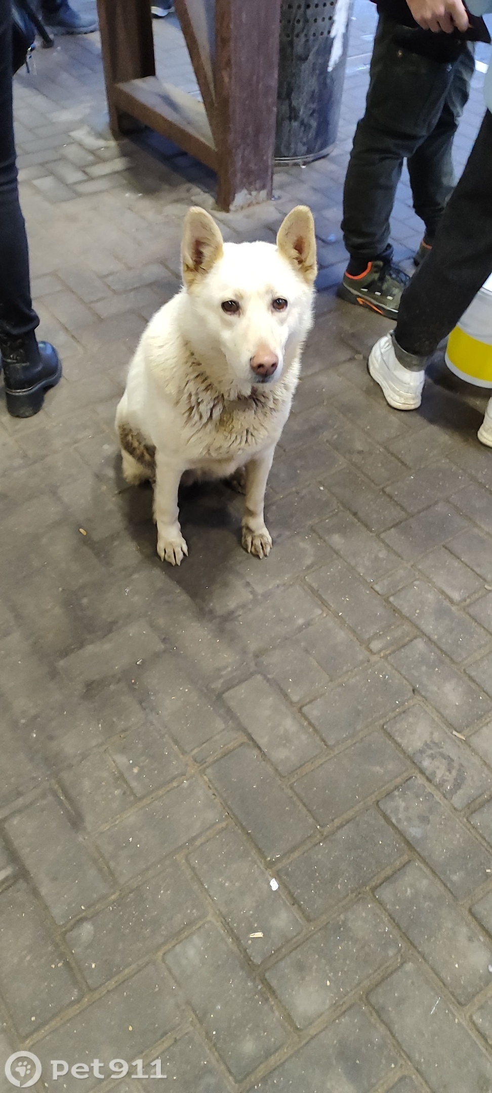 Найдена собака в Костроме — фото объявления