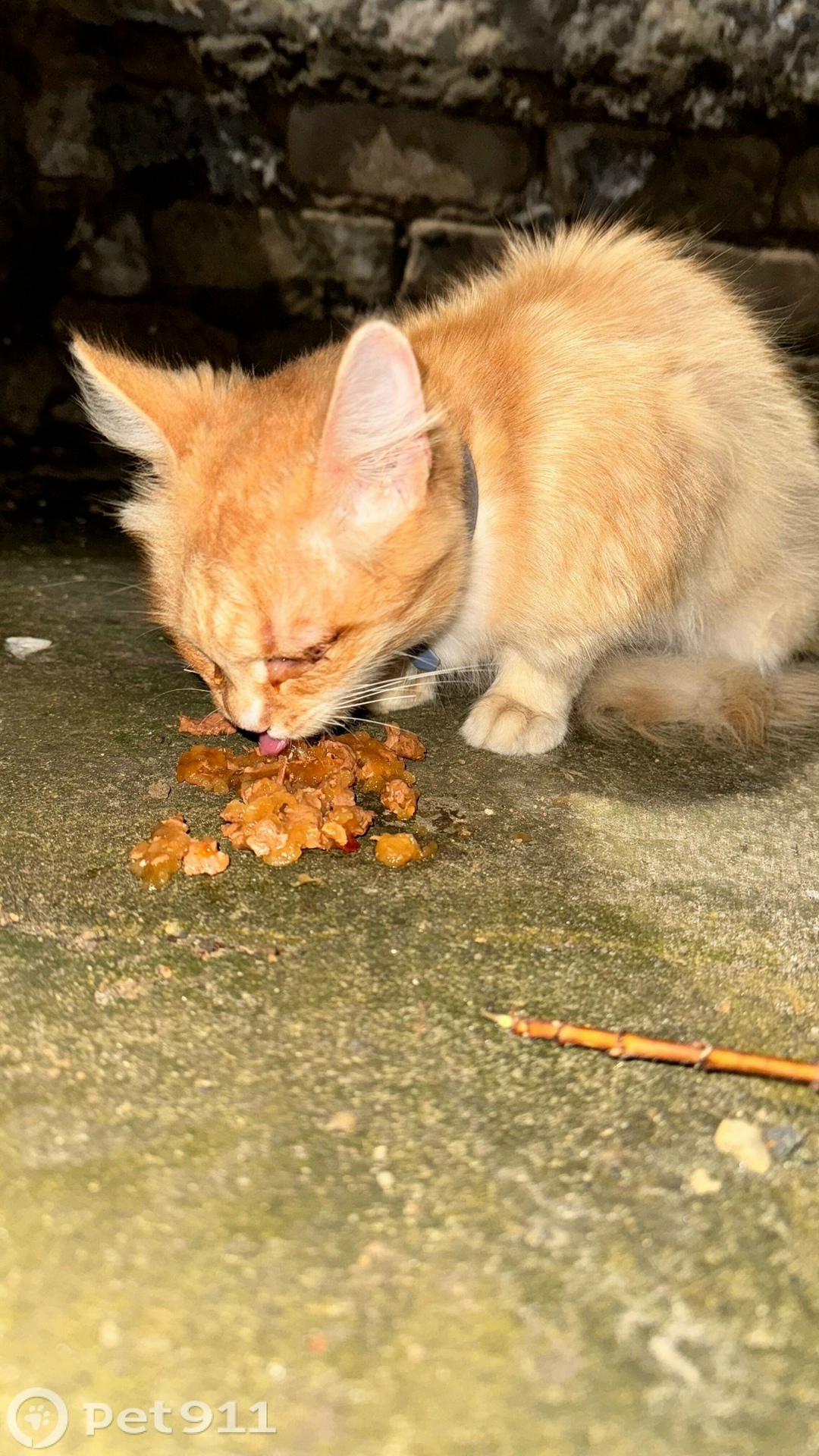 Найдена кошка в Костроме — фото объявления