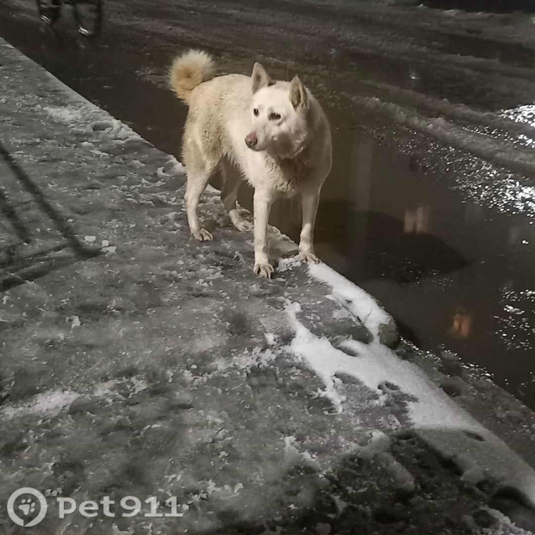 Найдена собака в Костроме — фото объявления