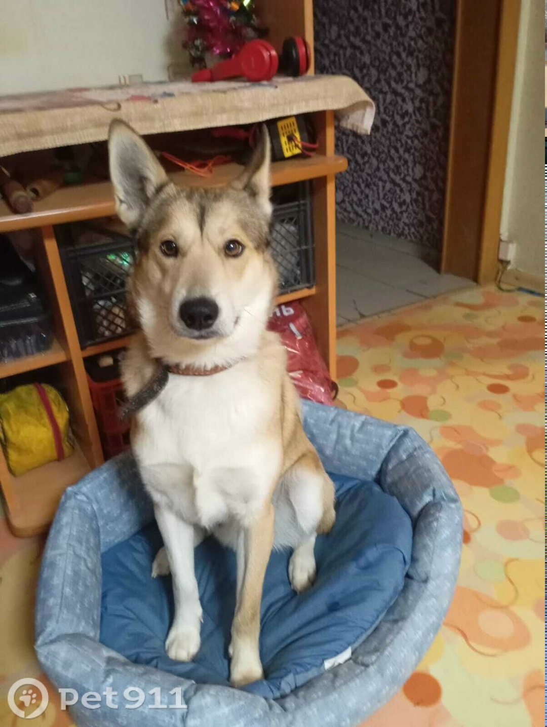 Пропала собака в Костроме — фото объявления