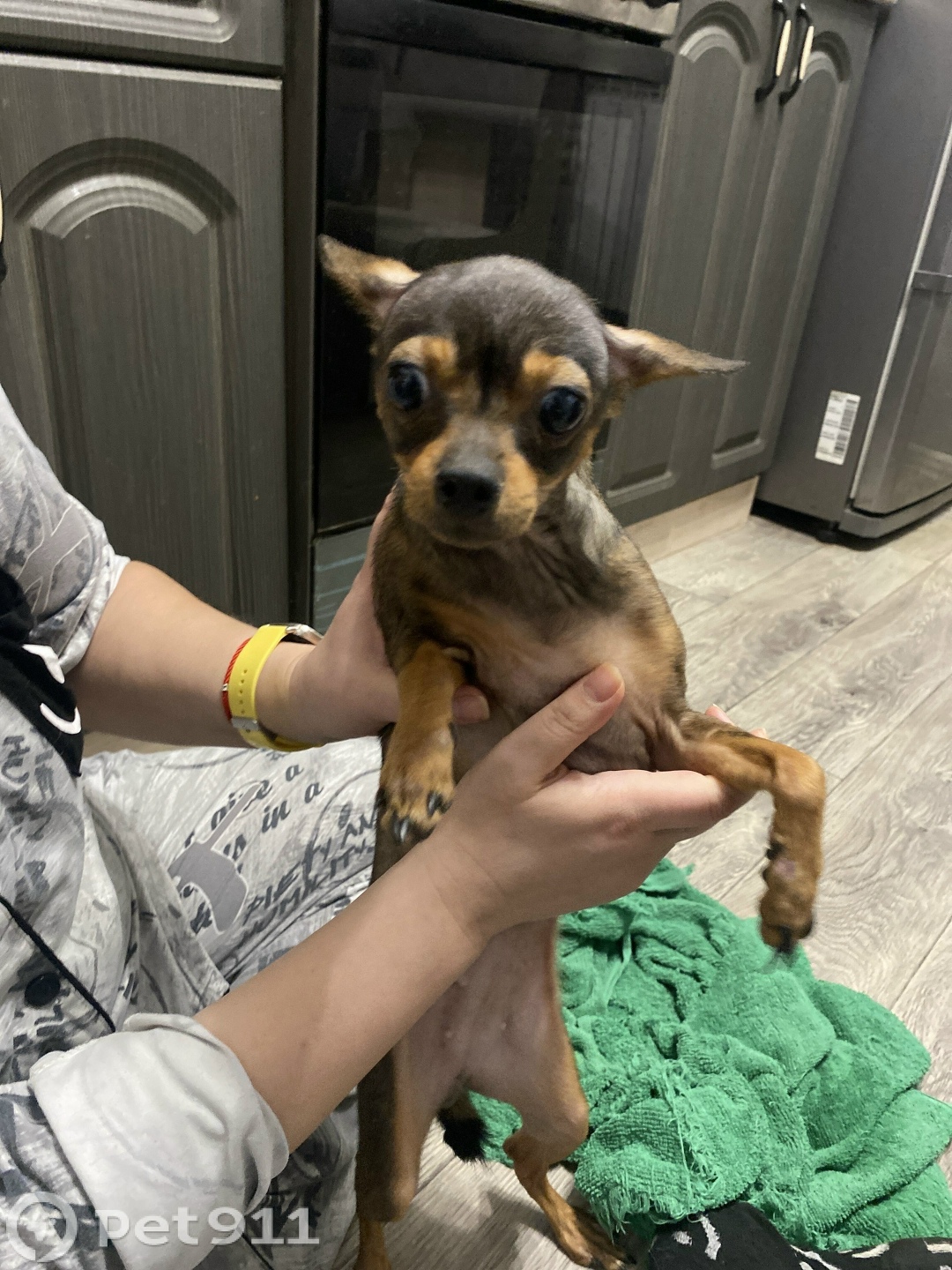 Найдена собака в Костроме — фото объявления