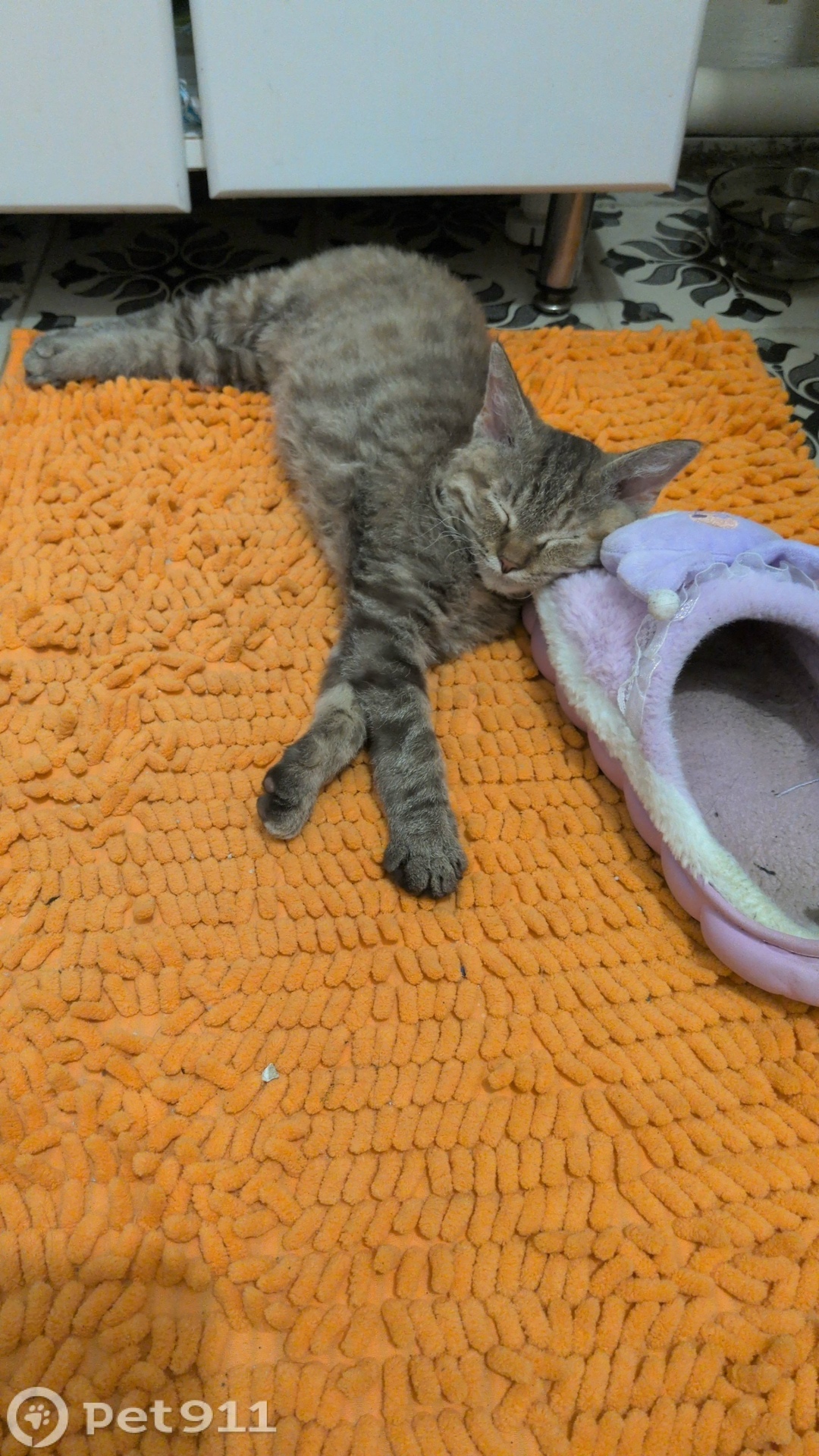 Найдена кошка в Костроме — фото объявления