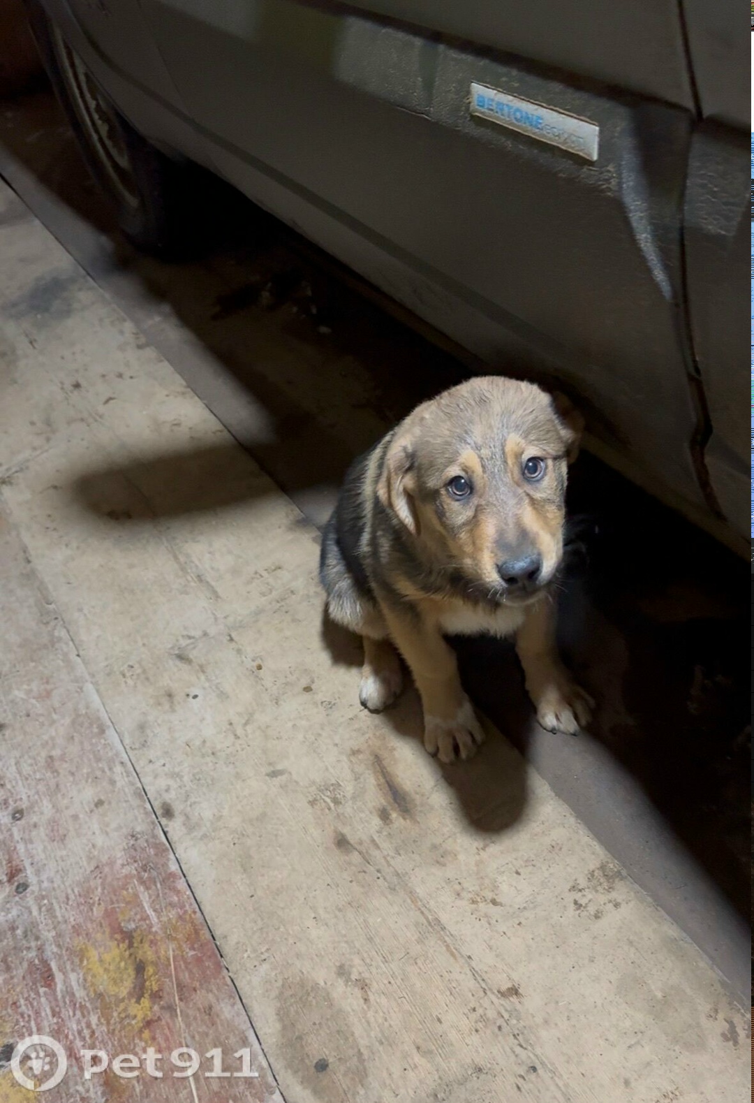 Найдена собака в Костроме — фото объявления