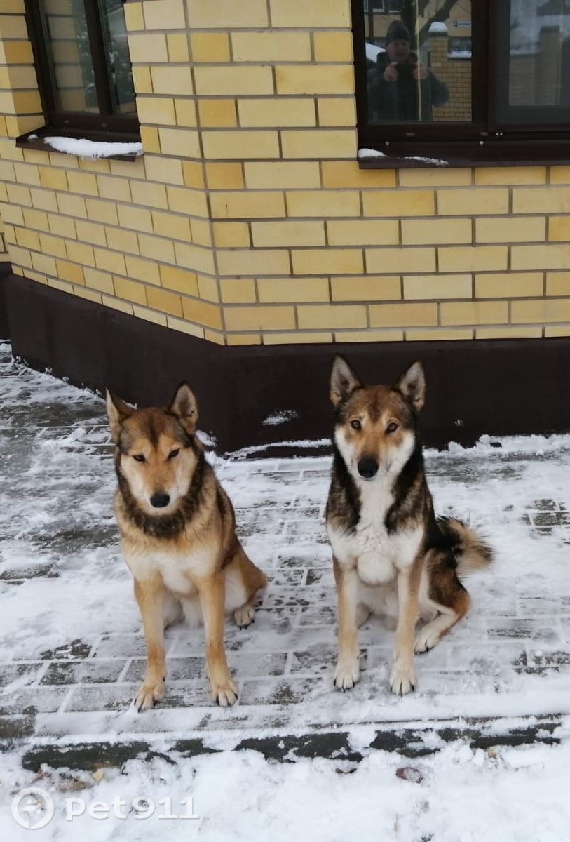 Пропала собака в Костроме — фото объявления