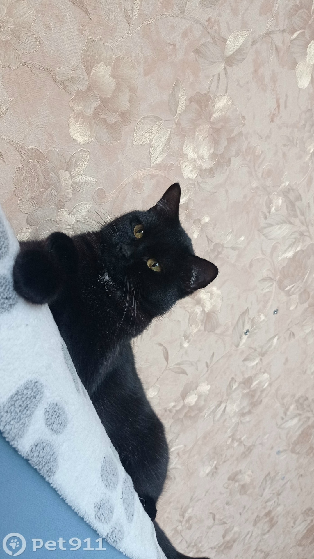 Пропала кошка в Костроме — фото объявления