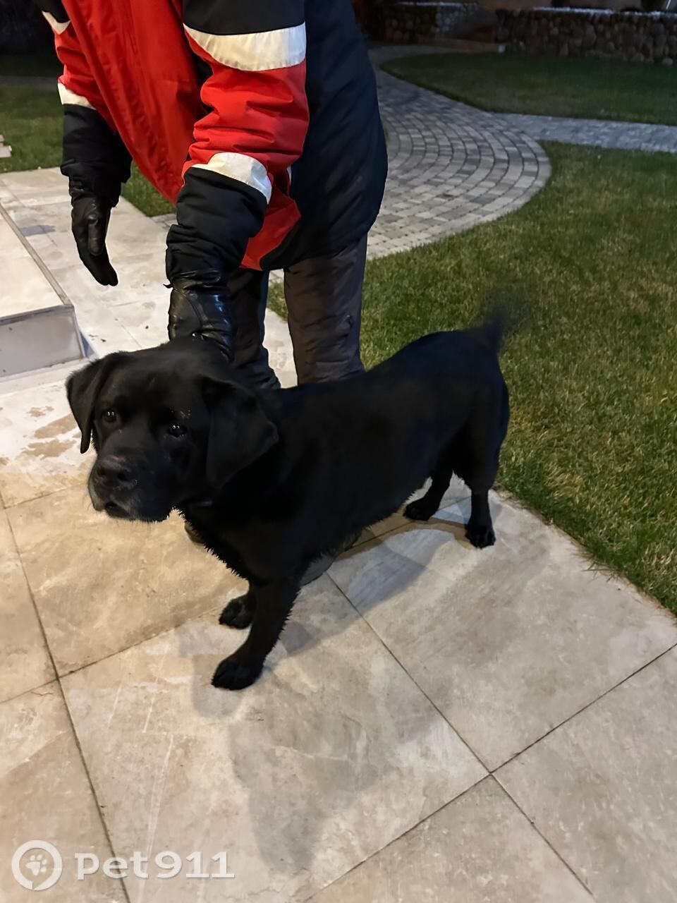 Найдена собака в Костроме — фото объявления