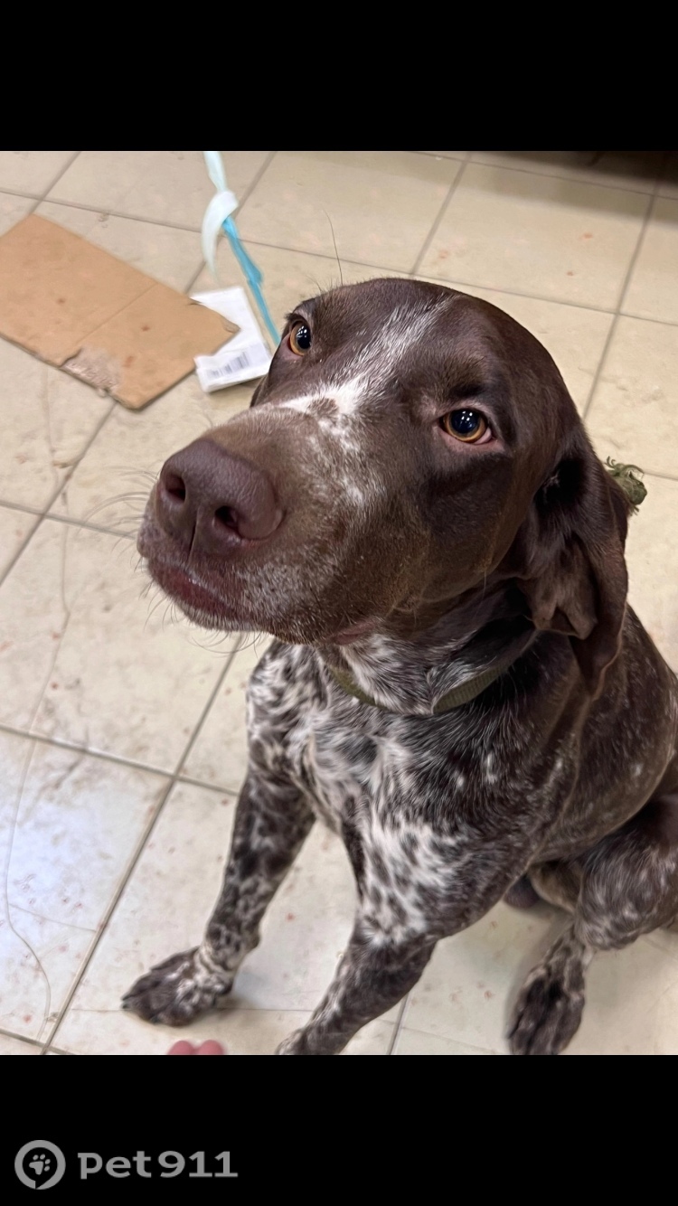 Найдена собака в Костроме — фото объявления