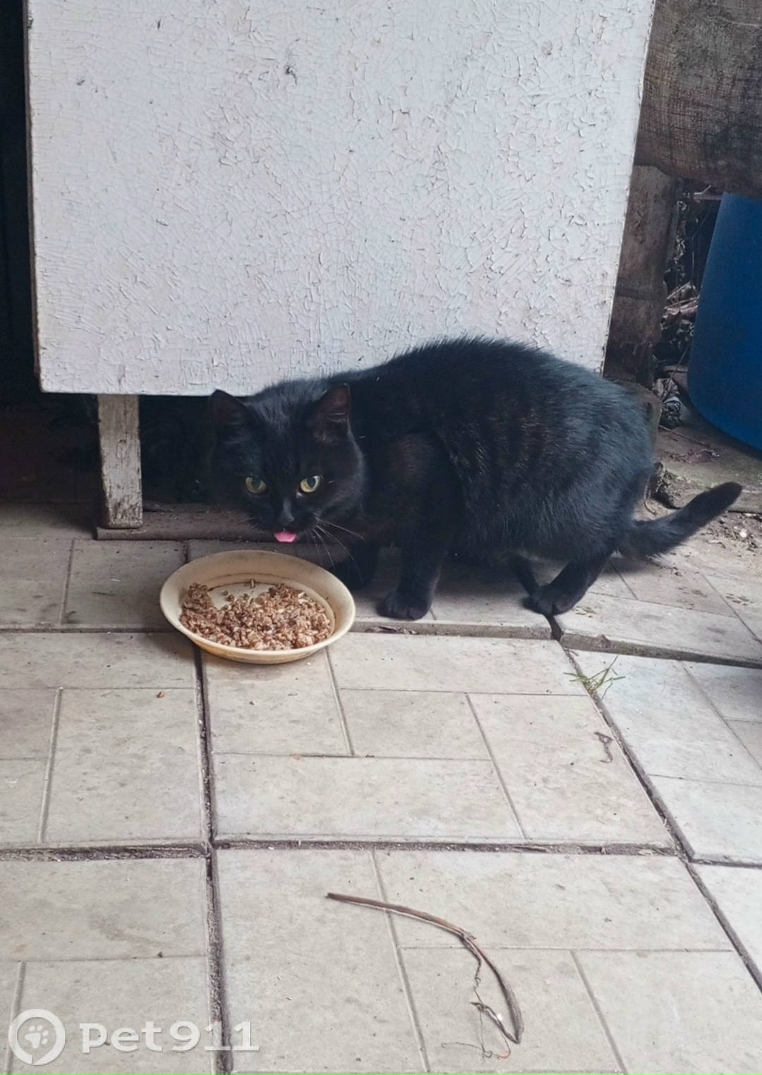 Найдена кошка в Костроме — фото объявления