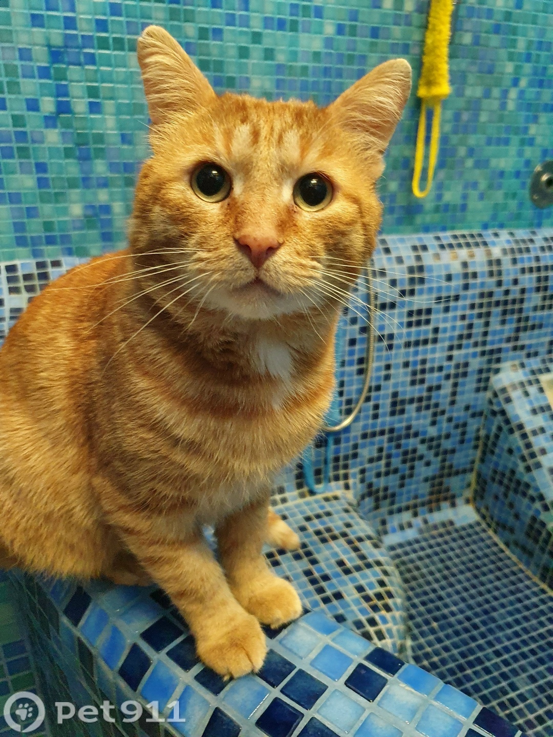 Пропала кошка в Костроме — фото объявления