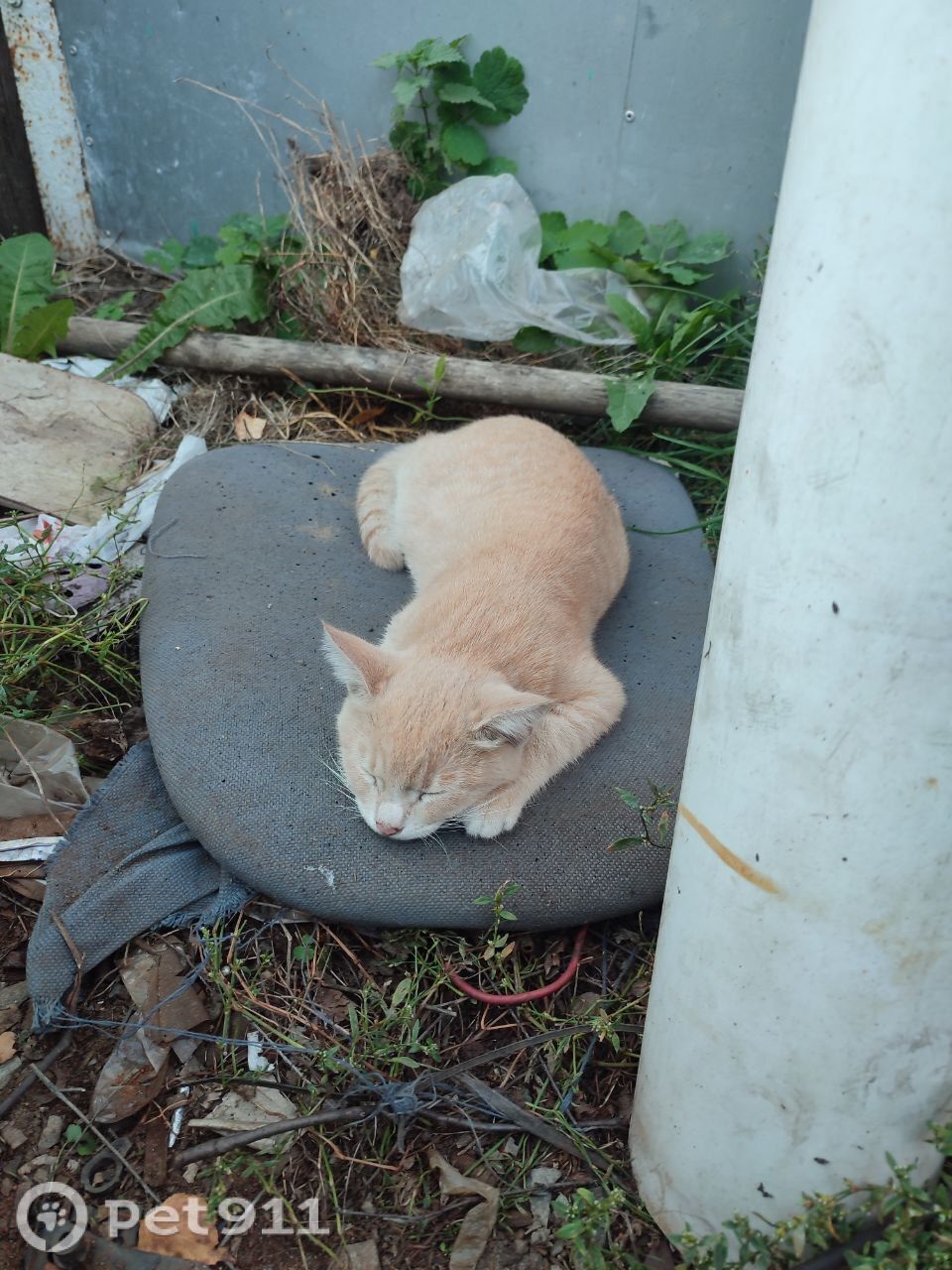 Пропала кошка в Костроме — фото объявления