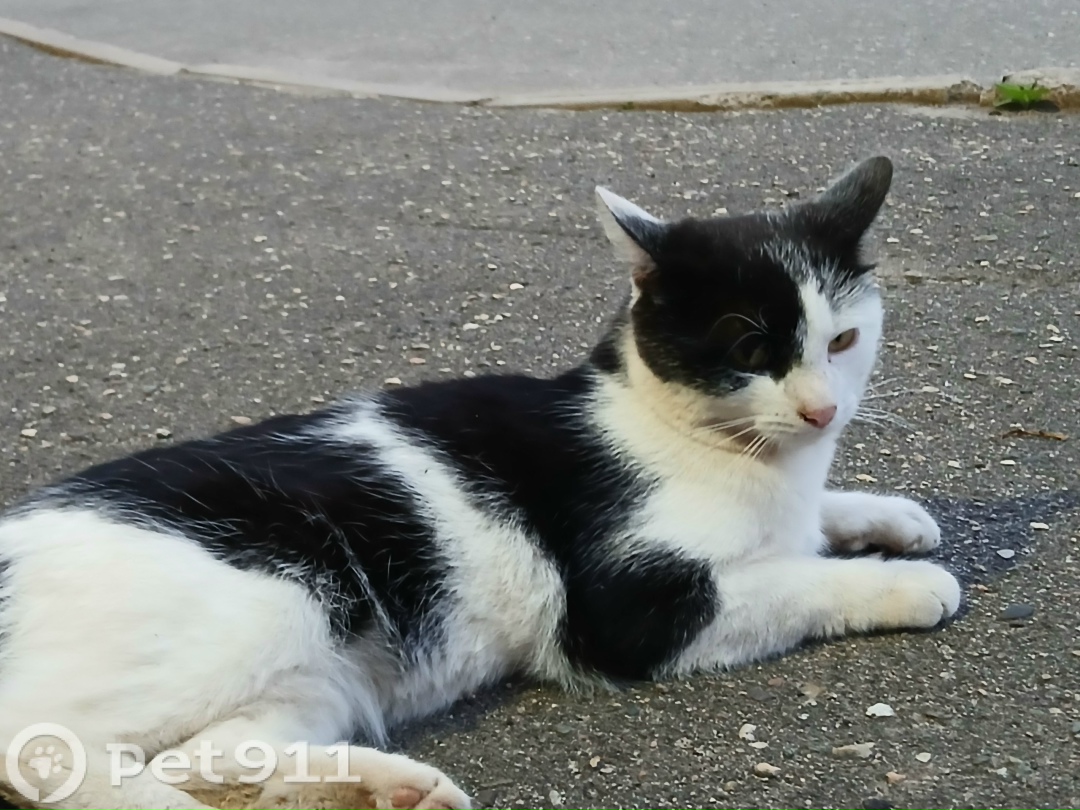 Найдена кошка в Костроме — фото объявления