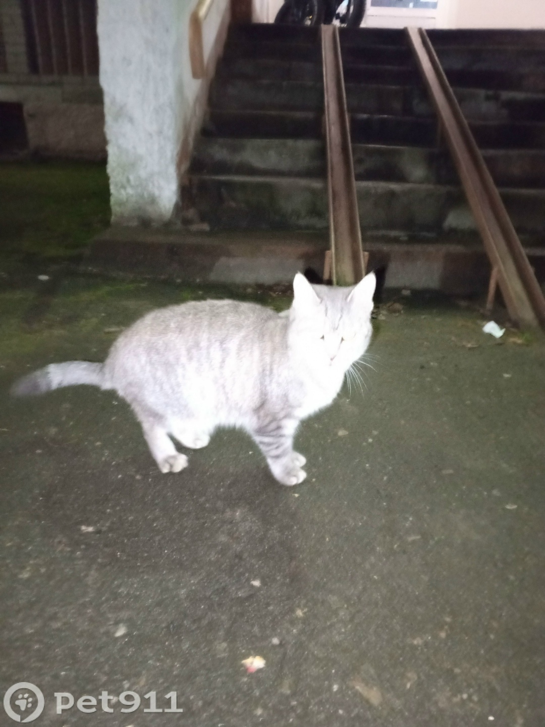 Найдена кошка в Костроме — фото объявления