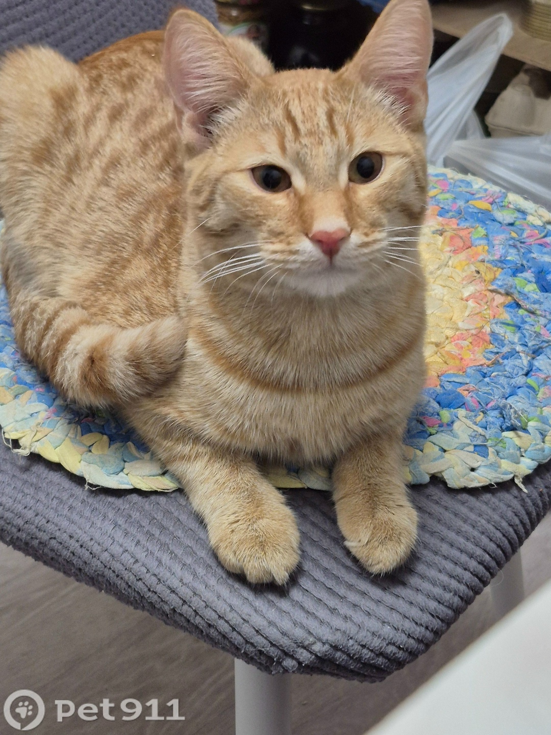 Пропала кошка в Костроме — фото объявления