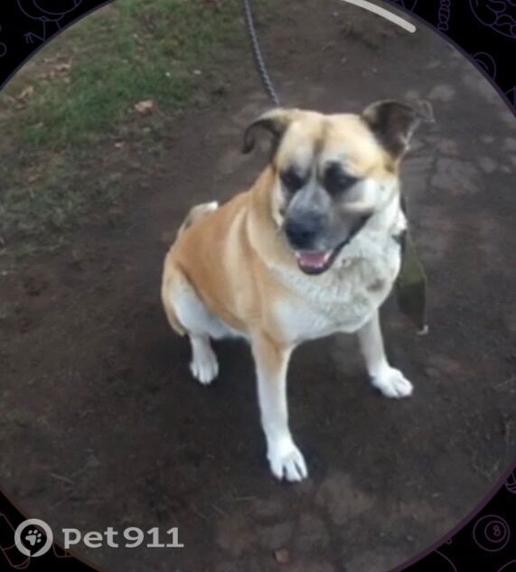 Пропала собака в Костроме — фото объявления