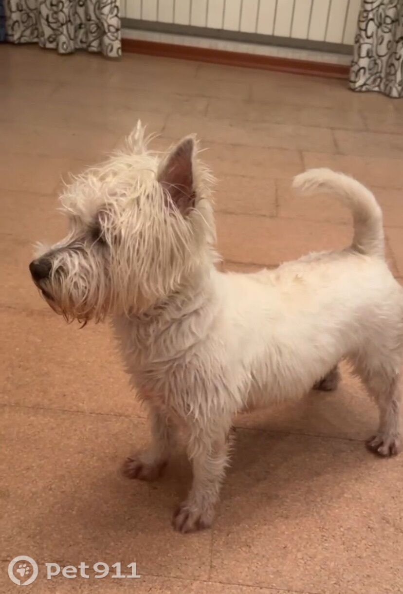 Найдена собака в Костроме — фото объявления