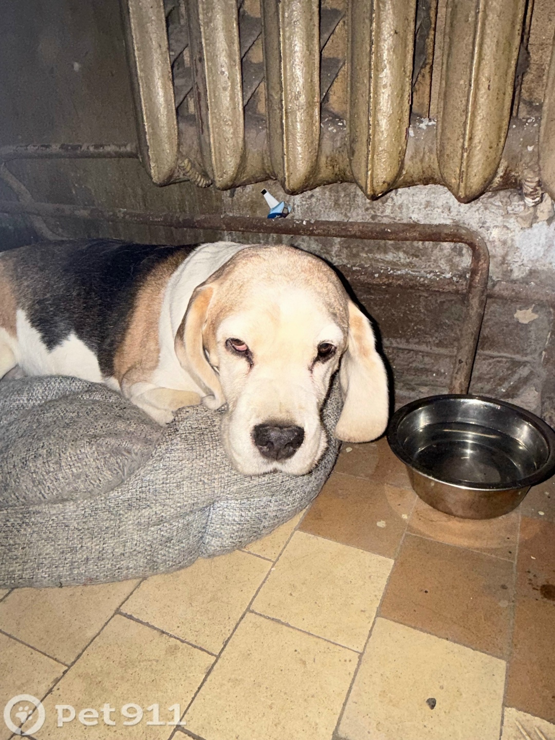 Найдена собака в Костроме — фото объявления