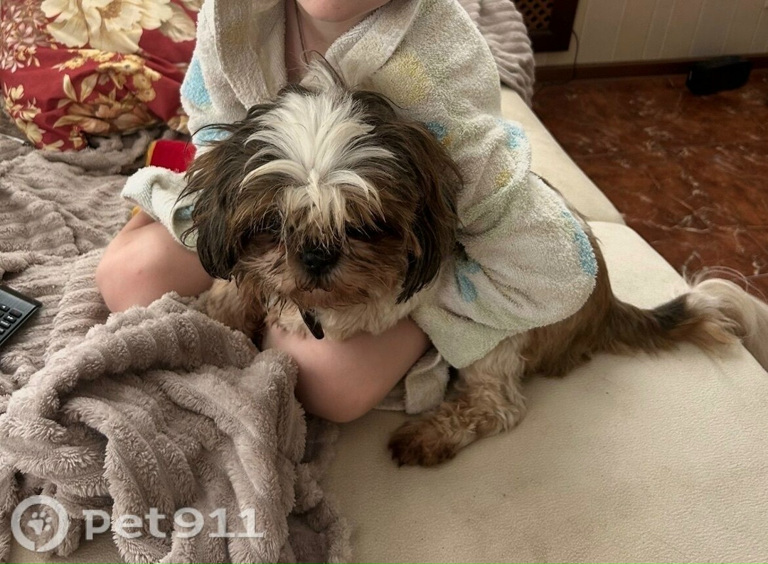 Пропала собака в Костроме — фото объявления