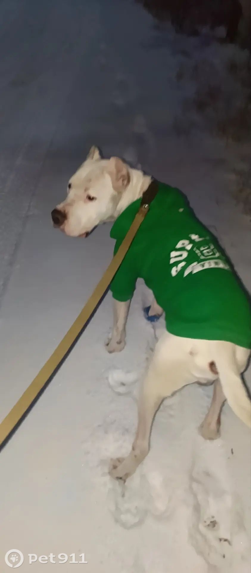 Найдена собака в Костроме — фото объявления