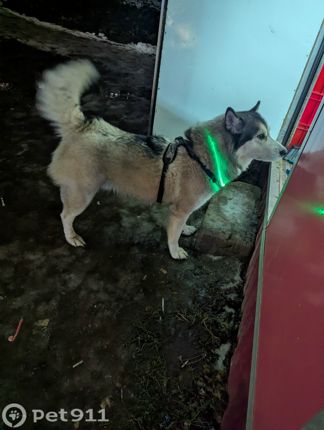 Найдена собака в Костроме — фото объявления