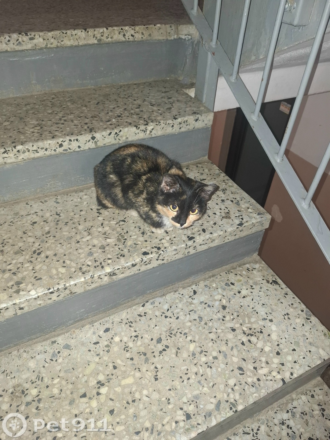 Найдена кошка в Костроме — фото объявления