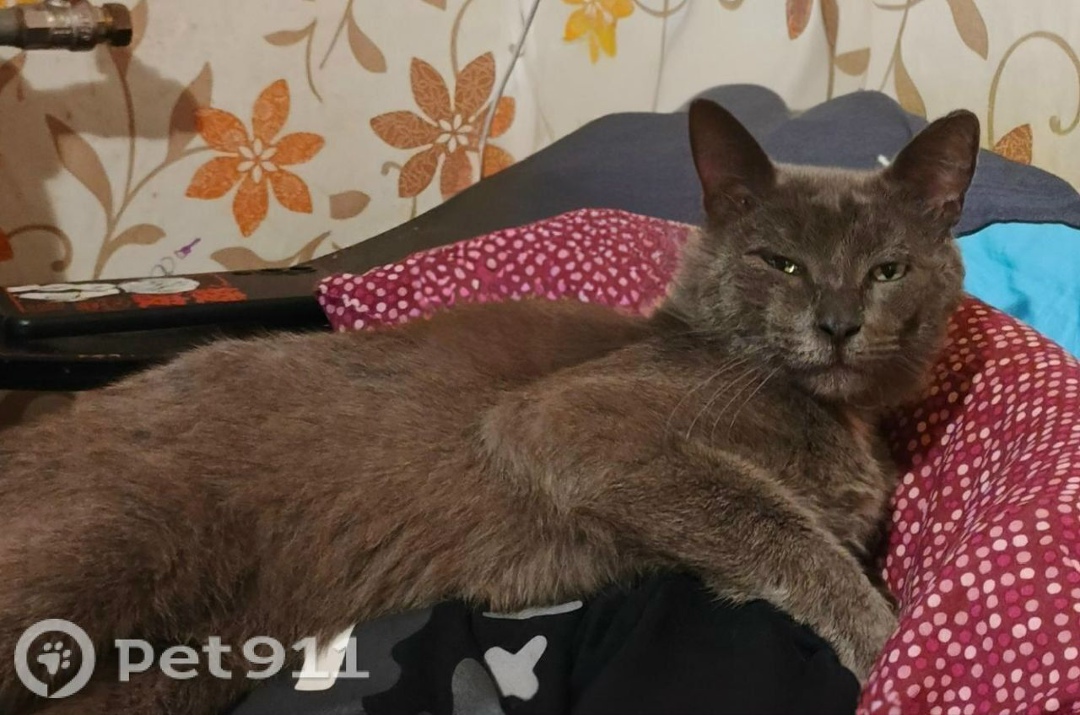 Пропала кошка в Костроме — фото объявления