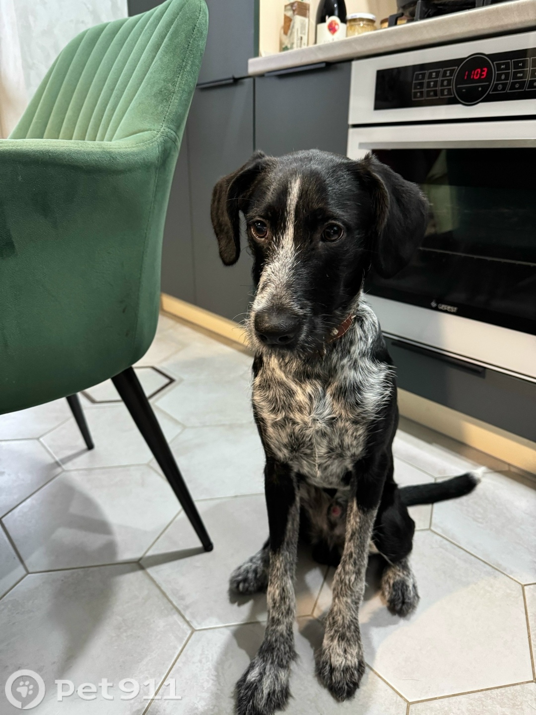 Найдена собака в Костроме — фото объявления