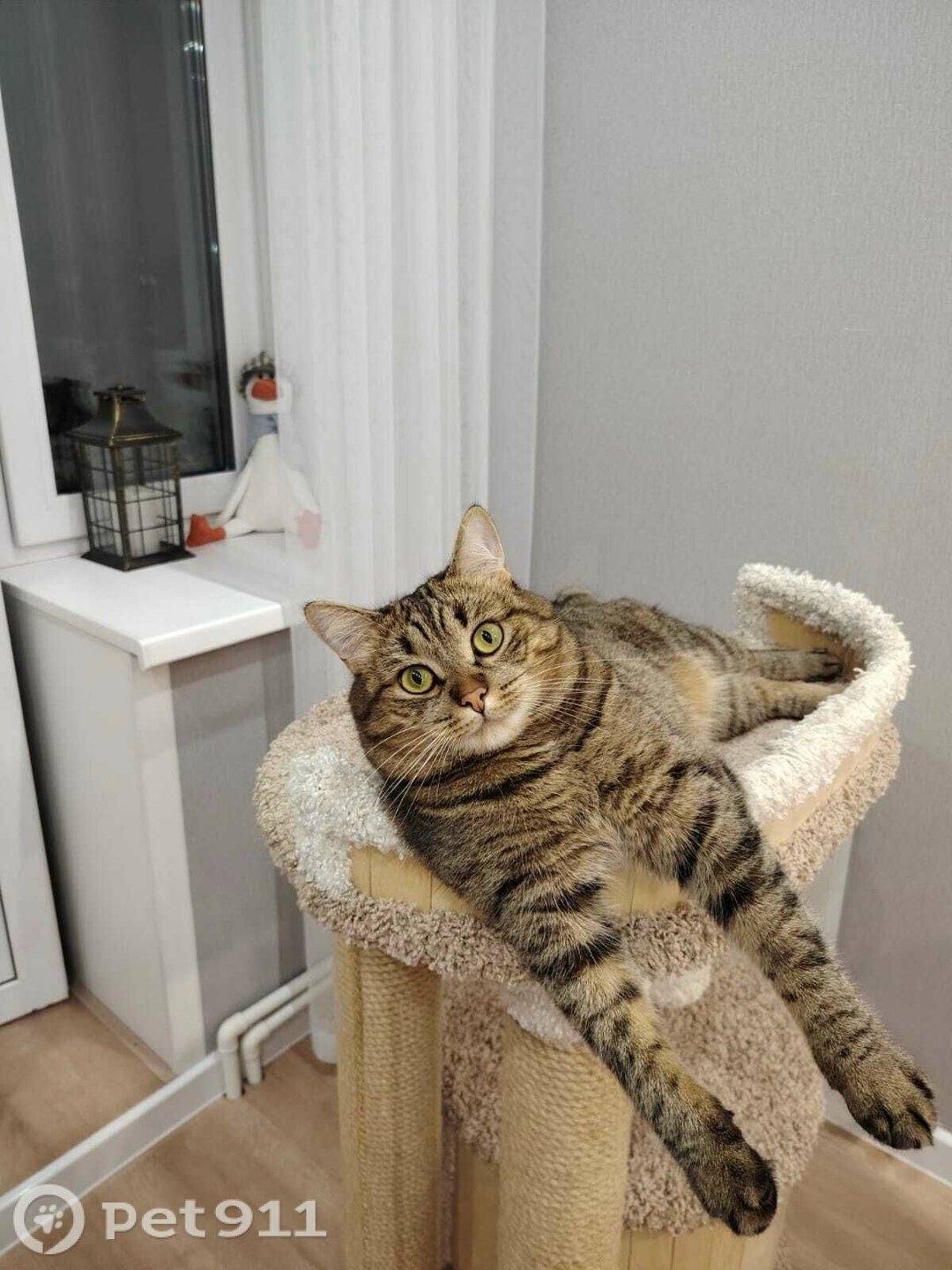 Пропала кошка в Костроме — фото объявления