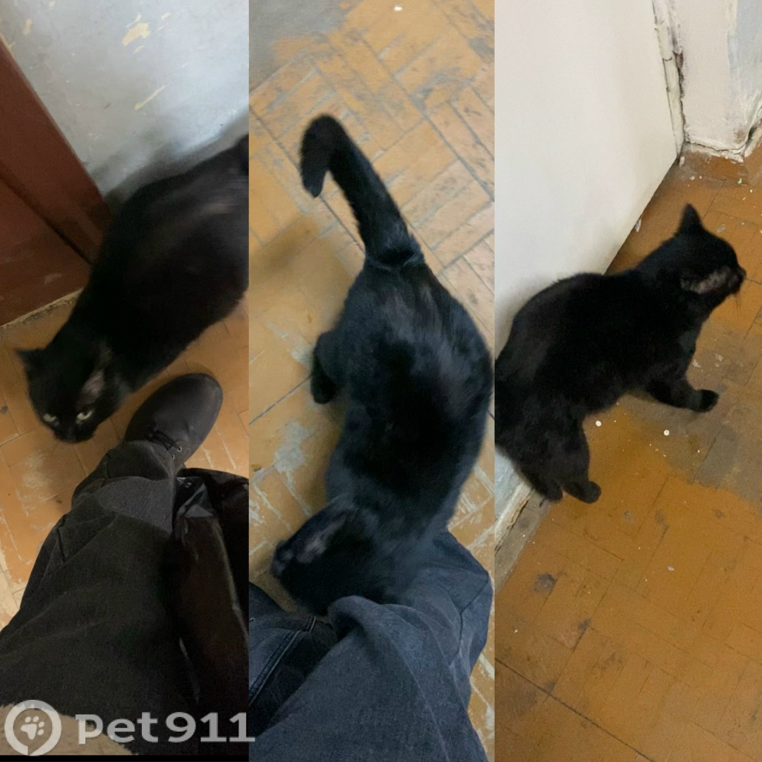 Найдена кошка в Костроме — фото объявления