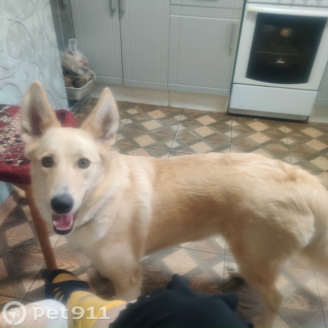 Пропала собака в Костроме — фото объявления