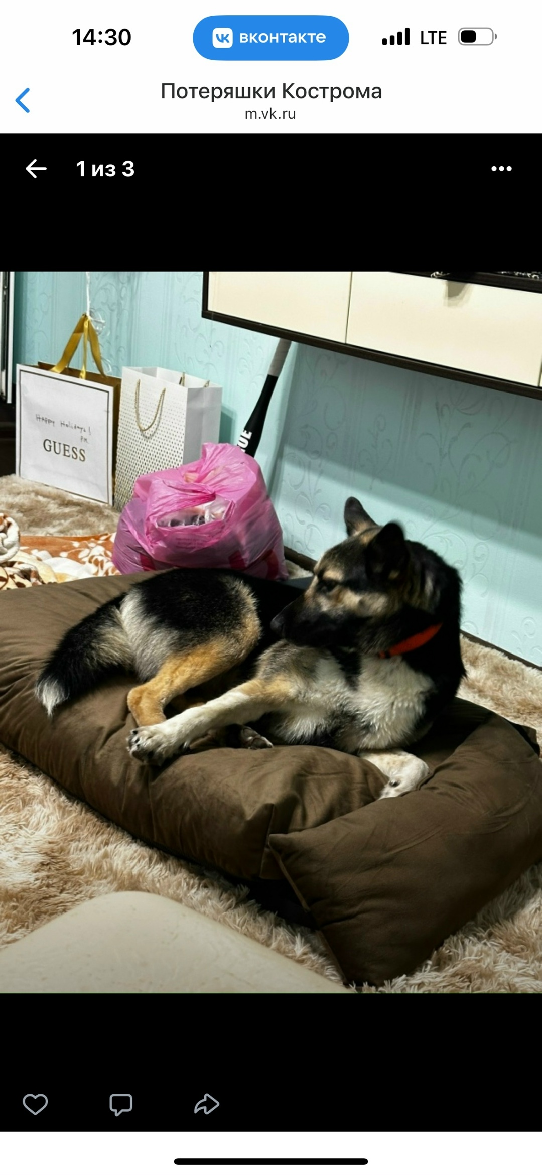 Пропала собака в Костроме — фото объявления