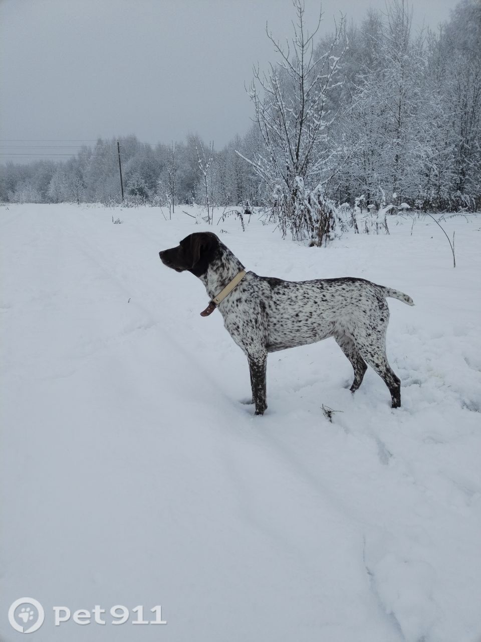 Пропала собака в Костроме — фото объявления