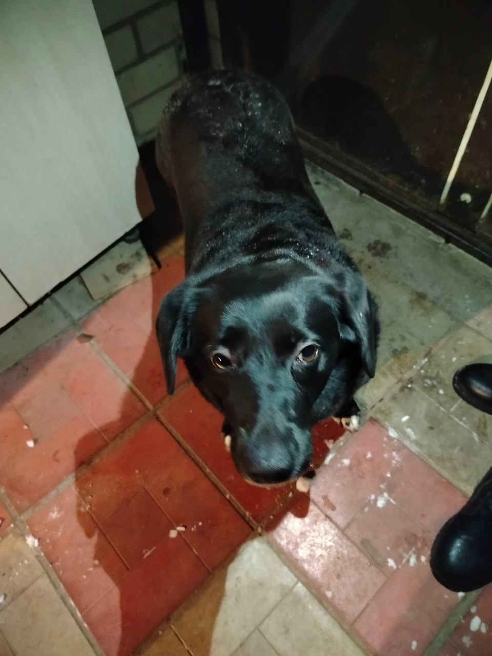 Найдена собака в Костроме — фото объявления