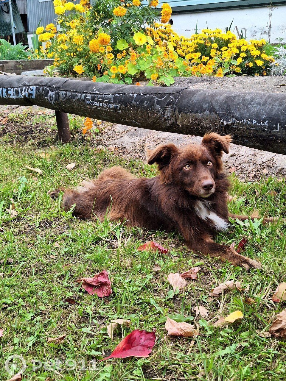 Пропала собака в Костроме — фото объявления