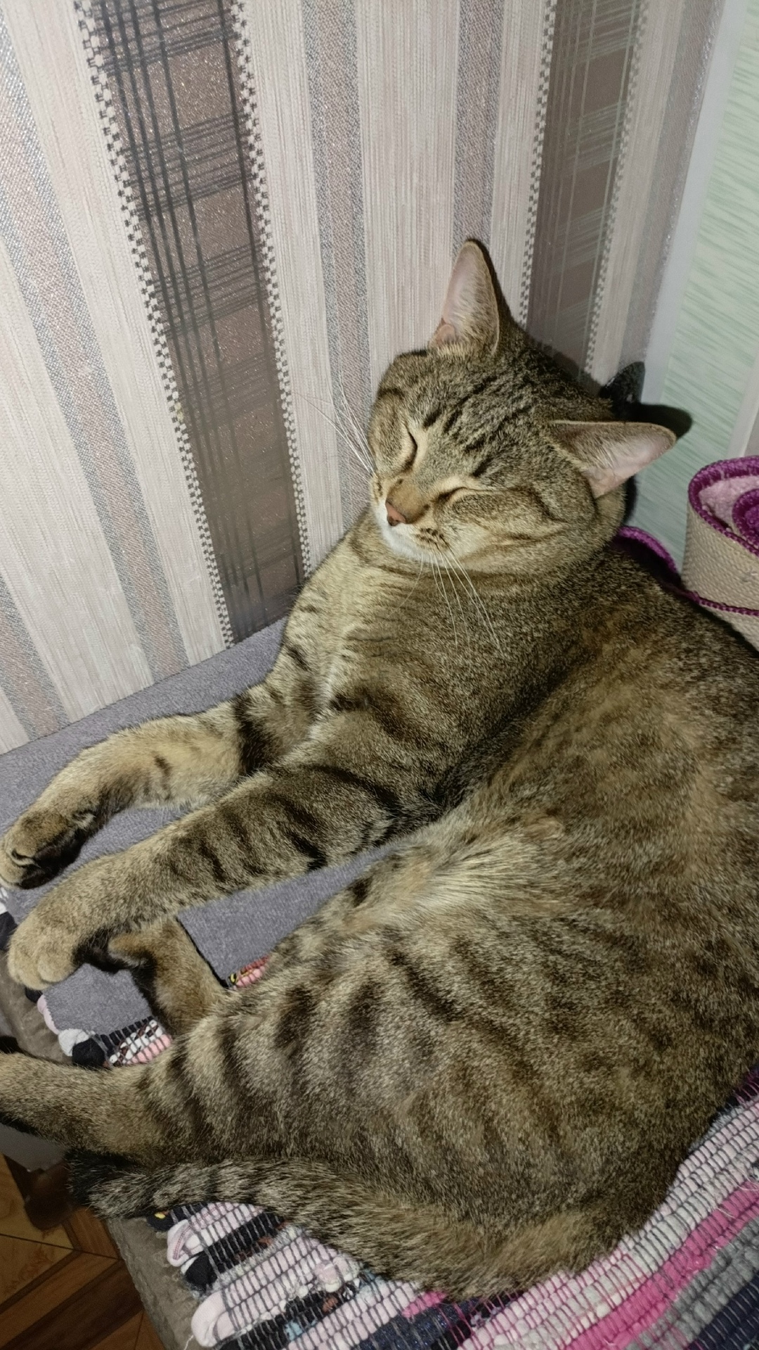 Найдена кошка в Костроме — фото объявления